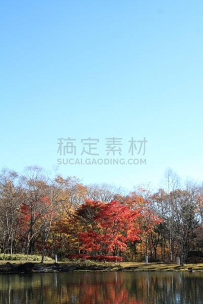 湖,叶子,山梨县,秋天,日本,清里明良,苏格兰高地,垂直画幅,水,天空