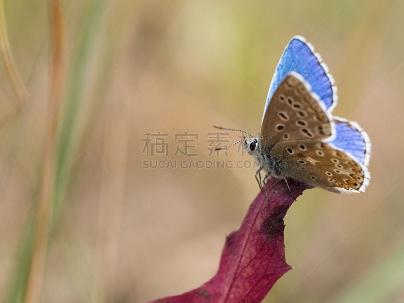 阿多尼斯蓝,灰蝶科,蝴蝶,普通蓝蝴蝶,家庭,草坪,环境,野生动物,鳞翅类,翅膀