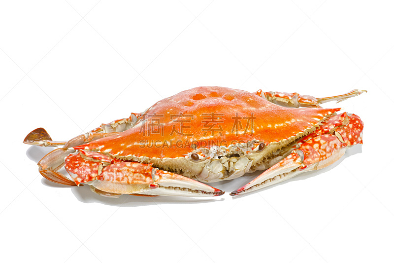 蒸菜,白色背景,三疣梭子蟹,分离着色,正面视角,煮食,水平画幅,巨大的,膳食,海产