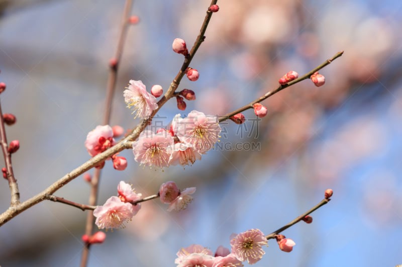 粉色,梅花,早晨,偕乐园,图像,日光,嫩枝,著名景点,茨城县,水户