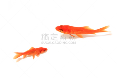 金鱼,秋田关东节,索玛南相马市电影节,宠物商店,水平画幅,传统,日本,夏天,海洋生命,鱼缸