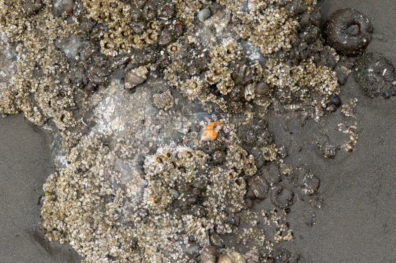 奥林匹克山,海洋生命,美国西北太平洋地区,野生动物,海星,潮水坑,鲁比海滩,礁石,夏天,户外