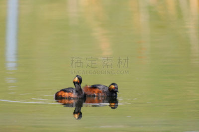 黑颈鸊鷉,鸊鷉,水平画幅,阿尔伯塔省,无人,鸟类,野外动物,夏天,户外,湖
