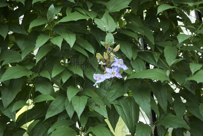 水平画幅,无人,软枝黄蝉,户外,饮料,植物,熏衣草,爵床科,热带气候,多年生植物