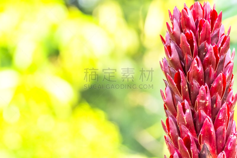 gingerlily,水平画幅,高视角,无人,热带雨林,户外,印度姜花,复杂,特写,仅一朵花