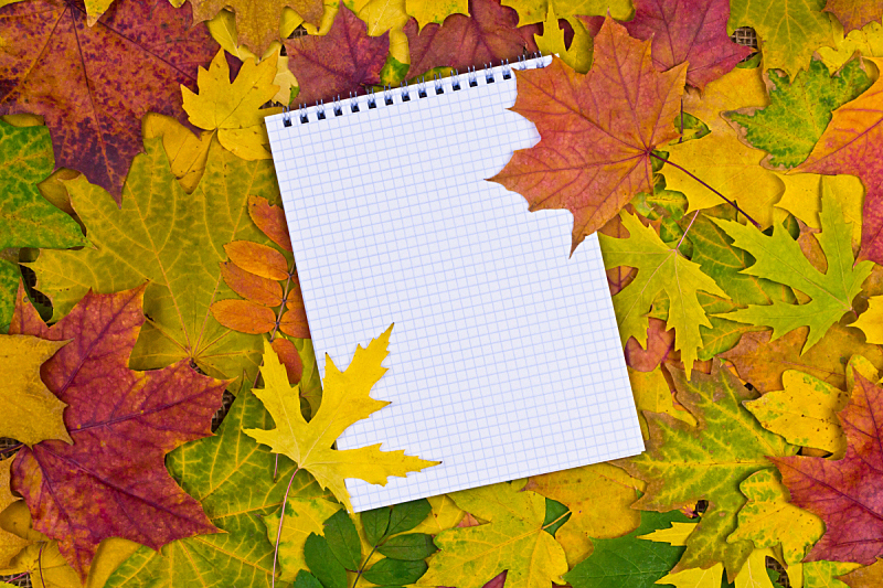 秋天,纸,背景,褐色,小无花果树,边框,水平画幅,无人,平视角,组物体