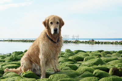 金毛寻回犬,湿,狗,绿色,纯种犬,月桂树,石头,Key Bridge,洗涤,坐