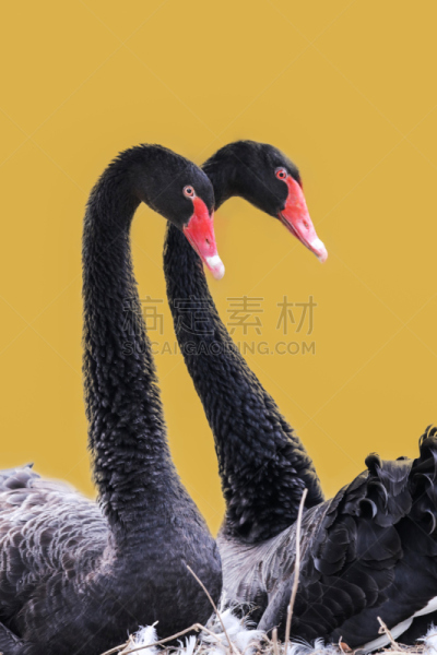 黑天鹅,野生动物,浪漫,天鹅,脖子,池塘,自然美,生物,动物,鸟类