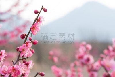 梅花,水平画幅,无人,户外,特写,全罗南道,春天,植物,植物学,粉色