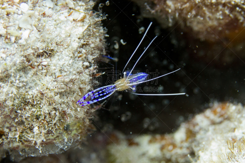 清洁虾,海洋生命,热带气候,佛罗里达,清洁工,小型驼背虾,动物,礁石,水生动植物,佛罗里达群岛