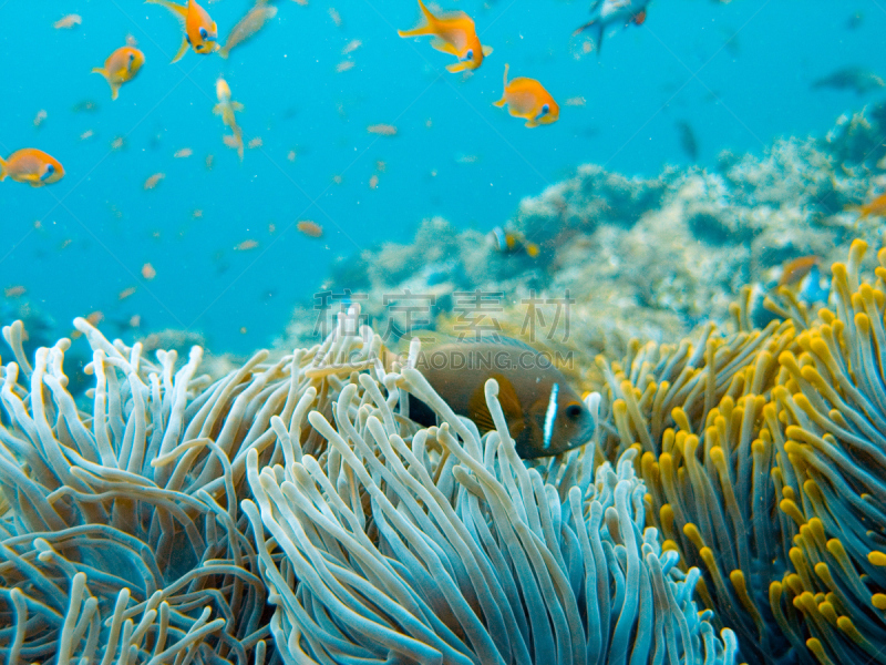 海葵,珊瑚,水,水肺潜水,水下,尼科巴鸠,野外动物,feather star,山脊,礁石