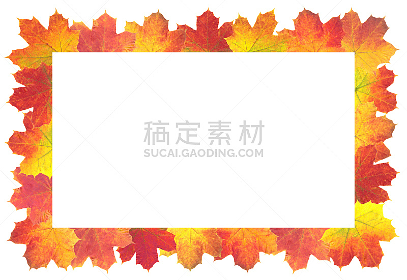 边框,叶子,秋天,白色背景,接力赛,美,褐色,水平画幅,无人,特写