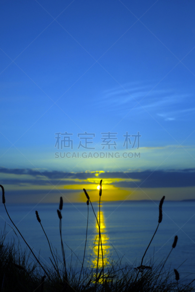 草,黄昏,野生植物,高大的,巴利巴宁,夏隆河,克莱尔郡,刺荨麻,垂直画幅,水