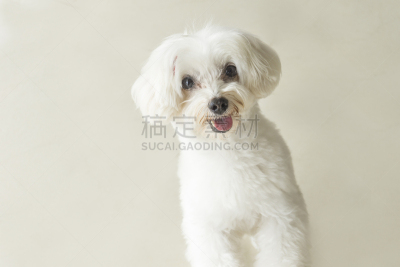 贵宾犬,看,深情的,特写,白色,可爱的,动物主题,肖像,玩具,玩具贵宾犬