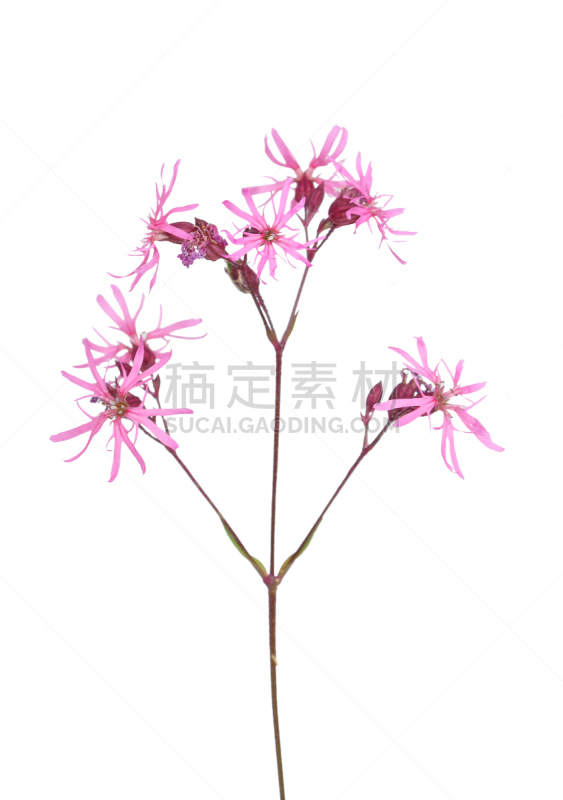 仙翁花,自然,垂直画幅,无人,健康保健,背景分离,野生植物,仅一朵花,石竹类属植物,石竹科