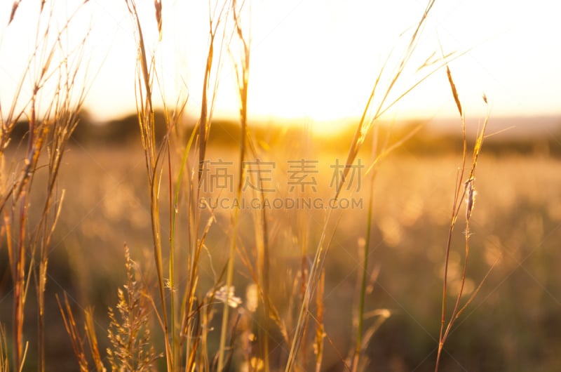 草原,田地,日光,光辉道路,天空,美,水平画幅,无人,夏天,户外