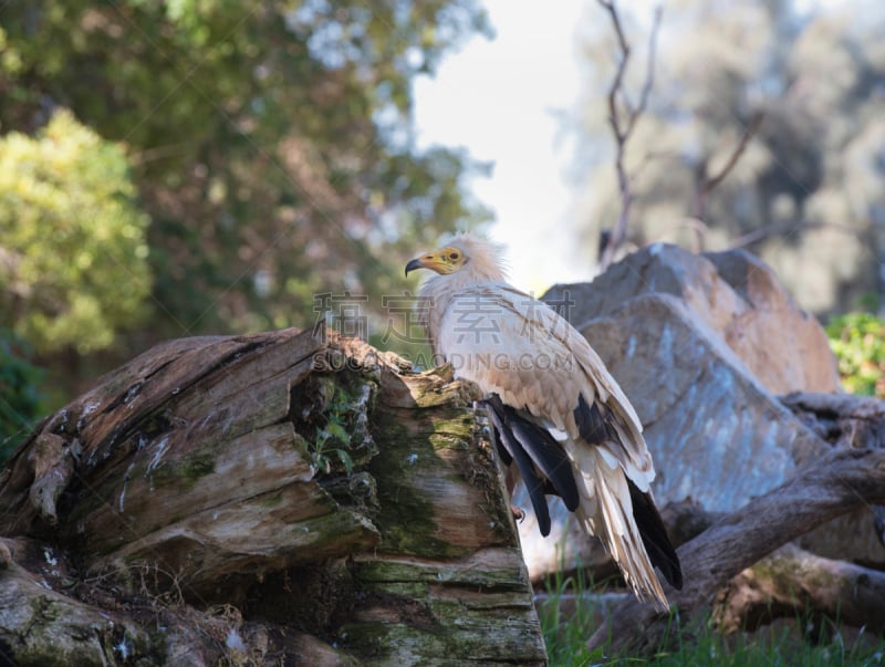 egyptian vulture,正面视角,水平画幅,鸟类,秃鹰,埃及,动物身体部位,野外动物,户外,中东