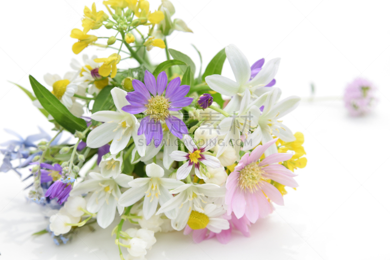 白色背景,花束,园林,芥菜,边框,水平画幅,铃兰,无人,柔和色,草本