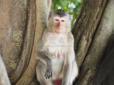 猴子,火象星座,水平画幅,绿色,可爱的,无人,泰国,幽默,动物群,彩色图片