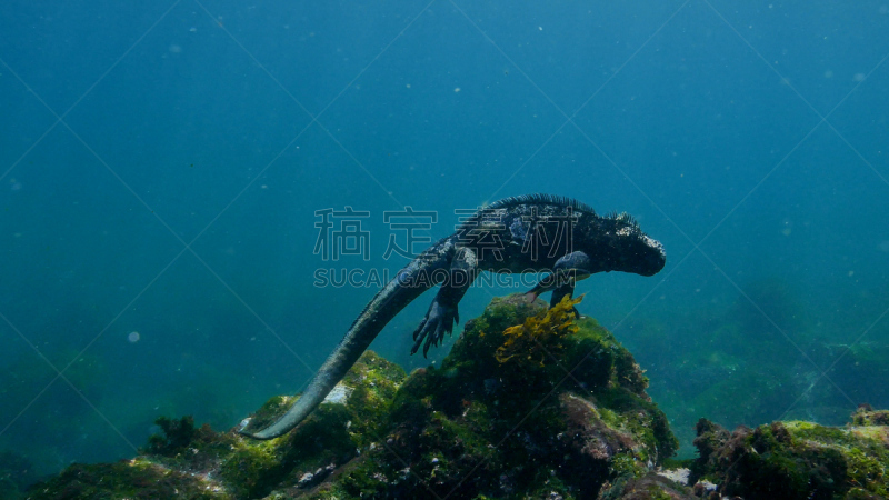 水下,加拉帕戈斯群岛,海鬣蜥,岩石,世界遗产,水面,厄瓜多尔,动物,动物习性,海鱼