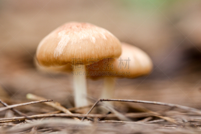 孢子,真菌,自然,蘑菇,忍耐力,水平画幅,无人,碳水化合物,污水坑,泰国
