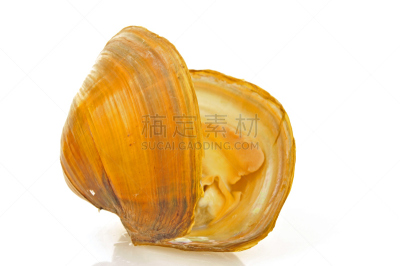 贝壳,白色背景,奥兰治河,水平画幅,智慧,无人,软体动物,海产,特写,红色