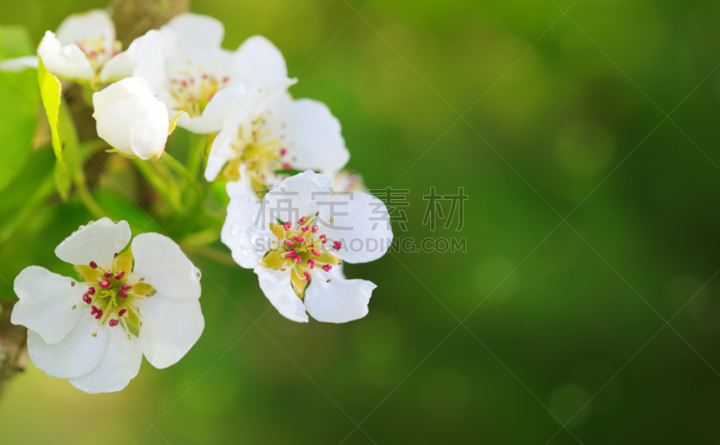 花朵,梨树,自由之树,花冠,天窗,自然现象,水平画幅,无人,春夏系列,特写