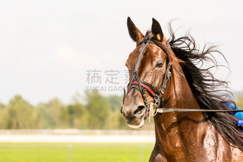 轻驾车赛,马,特写,跑马场,赛马,猪蹄,马车,缰绳,马轿,马术运动