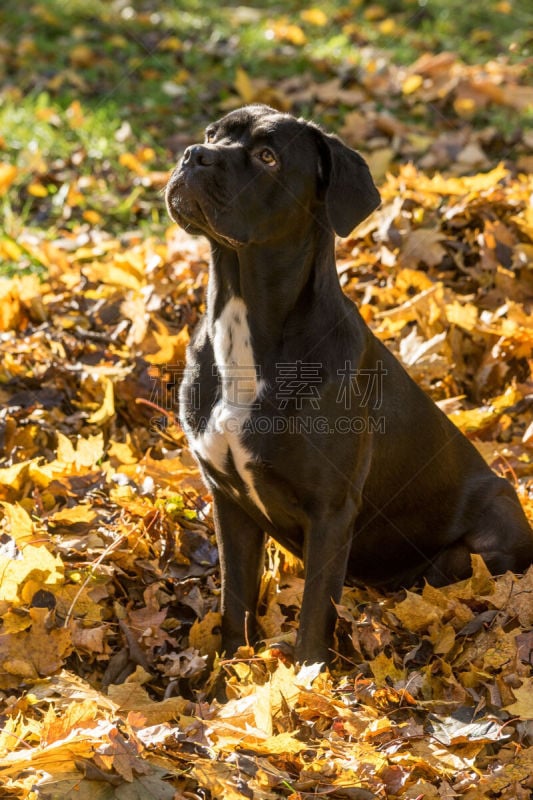 纯种犬,狗,草,自然,秋天,叶子,背景,小狗,意大利,獒