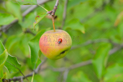 瓢虫,苹果,水平画幅,素食,绘画插图,湿,维生素,纯净,夏天,烹调