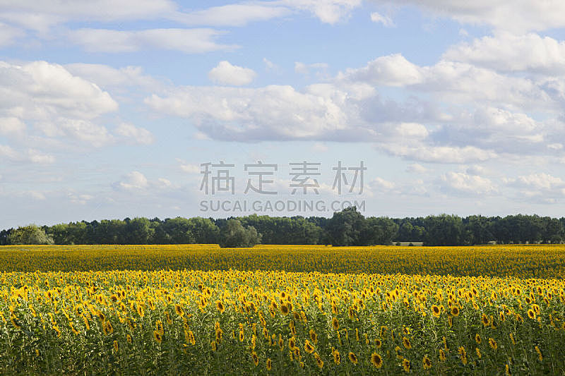 田地,向日葵,天空,水平画幅,无人,夏天,明亮,植物学,农业,自然
