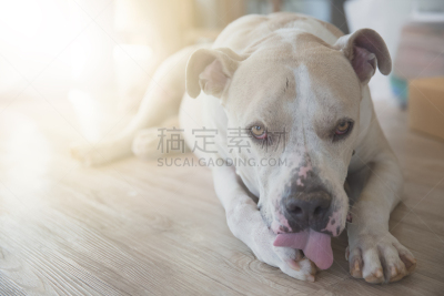 狗,褐色,水平画幅,巨大的,木制,泰国,疲劳的,被抛弃的,猪,哺乳纲
