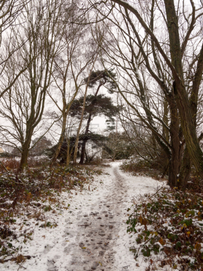 雪,小路,森林,冬天,室内地面,垂直画幅,天空,休闲活动,平视角,风景