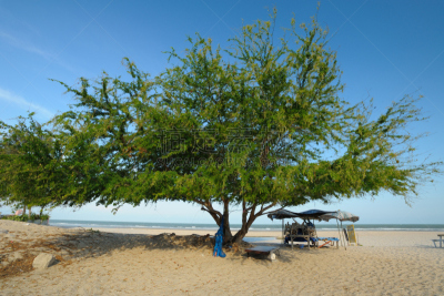 海洋,海滩,自然美,曙暮光,泰国,树荫,透过窗户往外看,流水,阴影,泰国湾