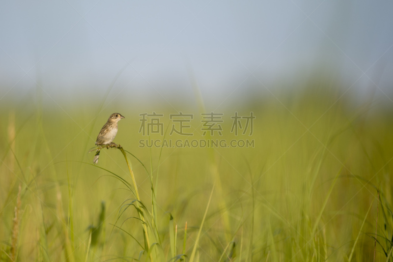 海滨雀,芦苇,白色,黄色,野生动物,图像,草类,野外动物,草,美国