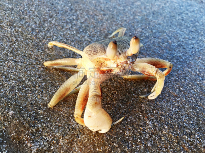 海滩,螃蟹,自然,美,罗勇,水平画幅,沙子,无人,蓝色,夏天
