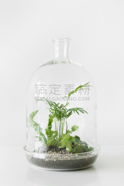 绿色,白色背景,千禧穹顶,瓶子,植物群,锅,玻璃,垂直画幅,留白,新的