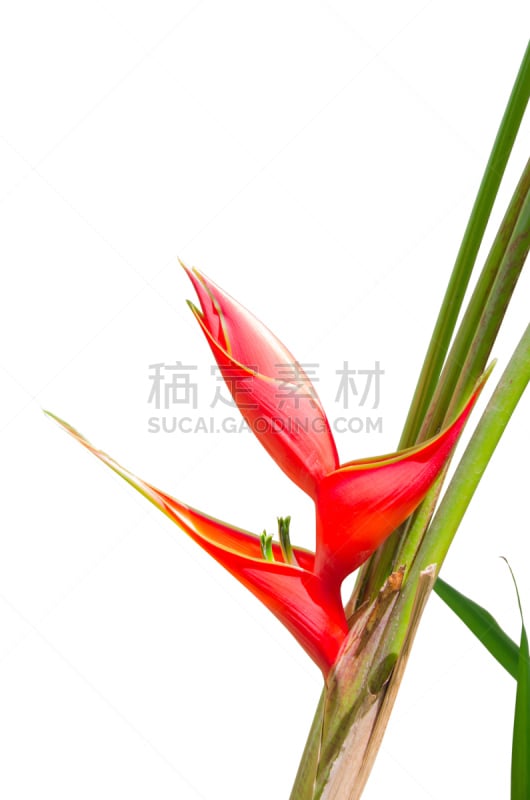 海里康属,芭蕉科,垂直画幅,公园,无人,热带雨林,异国情调,户外,特写,雨林