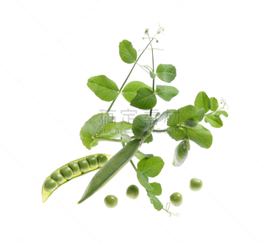 清新,分离着色,豌豆,植物类型,e组,水平画幅,无人,桌湾,保加利亚,营养阶段