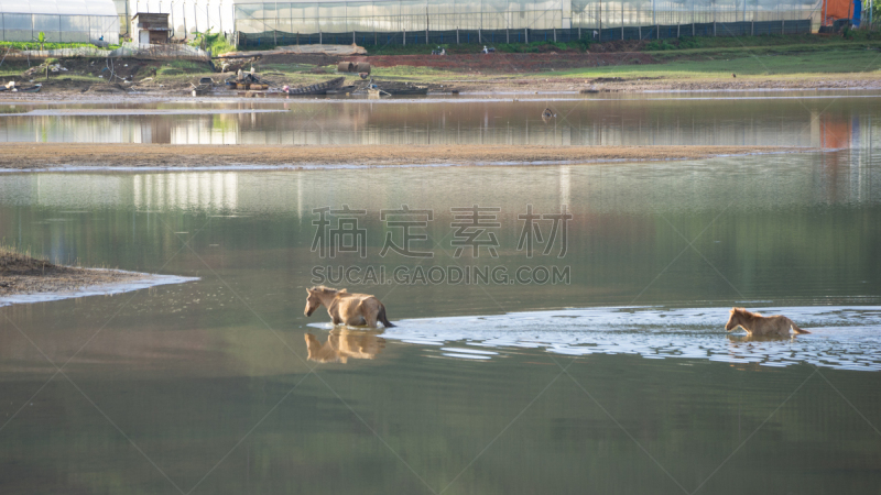 野外动物,大叻,越南,小的,河流,马,金谷,横越,自然,水