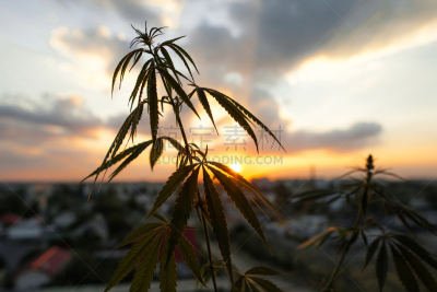 概念,草药,开花植物,草本,日光,接力赛,香熏油,生长,日落