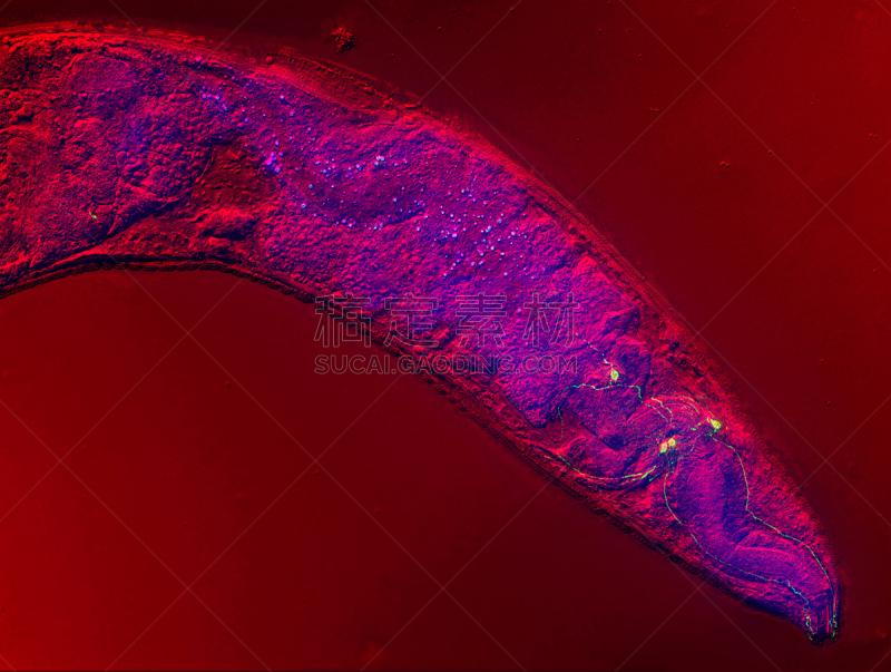秀丽隐杆线虫,蛔虫,线虫,神经元,大规模的放大,自然,水平画幅,无人,动物学,科学