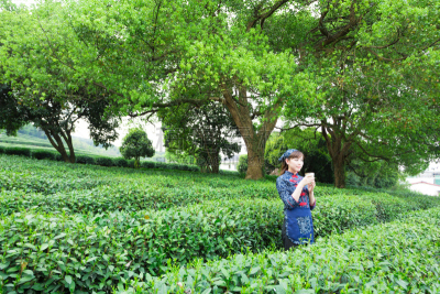 茶树,自然美,女孩,印度人,仅成年人,农作物,青年人,清新,种植园,杯