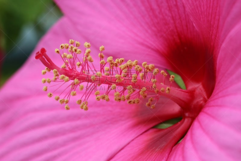 Hibiskusblüte