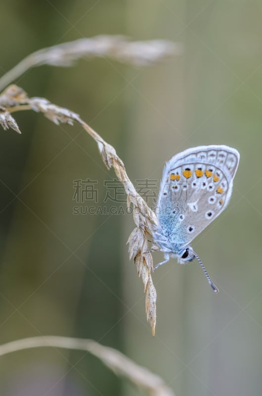 草,蝴蝶,蓝色,普通蓝蝴蝶,小的,小穗,斑鸠,干的,垂直画幅,无人