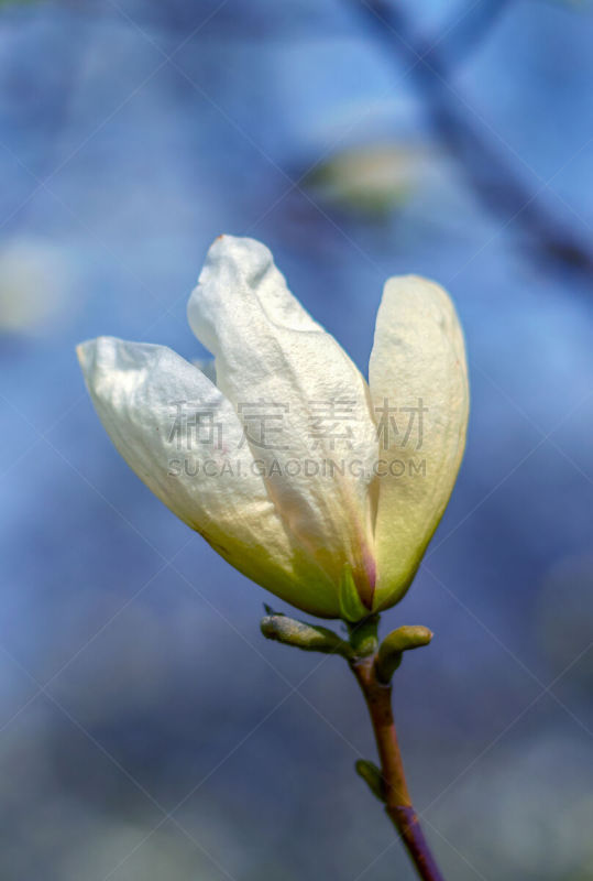 玉兰类,春天,花朵,自然,垂直画幅,复活节,快乐,特写,脆弱,花蕾