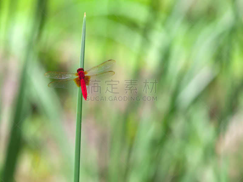 蜻蜓,红蜻蜓,条斑赤蜻,水平画幅,动物学,动物身体部位,野外动物,生物学,特写,生态多样性