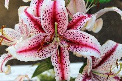 Stargazer Lily