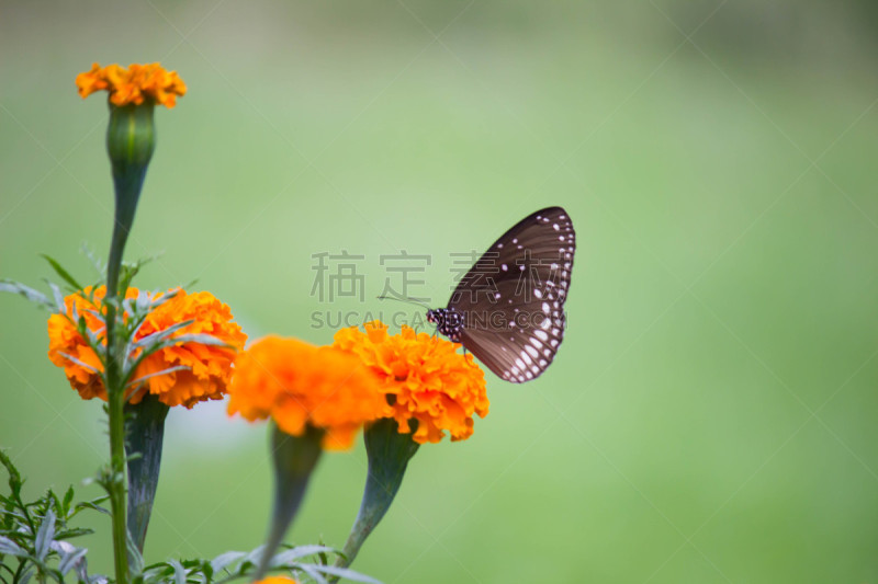 植物,乌鸦蝶,鹭管鱼,自然,澳大利亚乌鸦,季节,野生动物,图像,凤尾蝶,野外动物