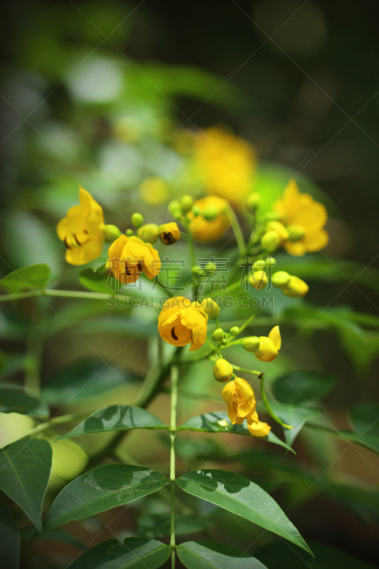 锡耶纳,云实亚科,锦葵属,花茶,树苗,绿色背景,垂直画幅,国家公园,户外,特写